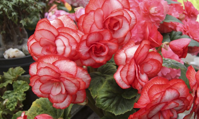 Wallpaper-begonia-flowers-red-flowerbed-8742-1280x768 (700x420, 83Kb)
