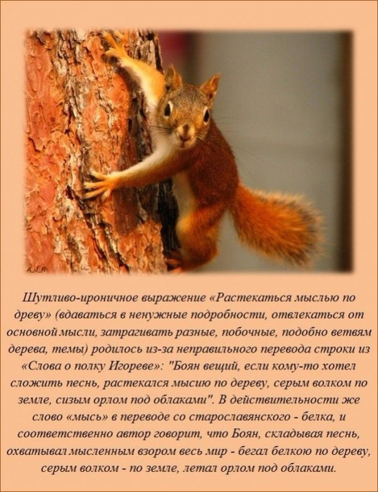 1465115595_www.radionetplus.ru-5 (537x700, 382Kb)