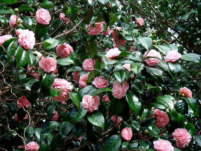 21-24082013-111515-plant-camellia-japonica-010 (700x525, 591Kb)