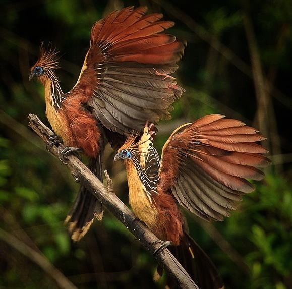 Экзотические птицы фото красивые