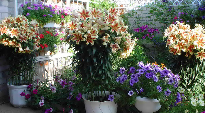 lilies_banner1 (700x388, 427Kb)