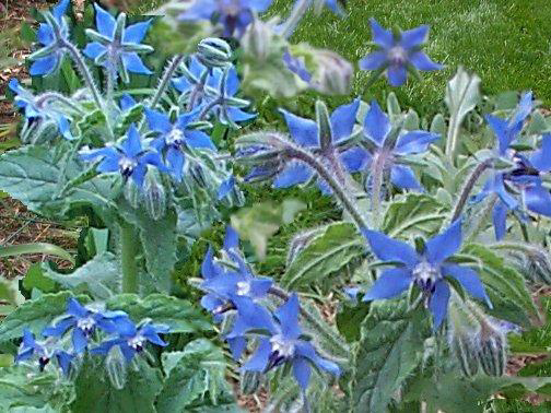 borage (504x378, 424Kb)