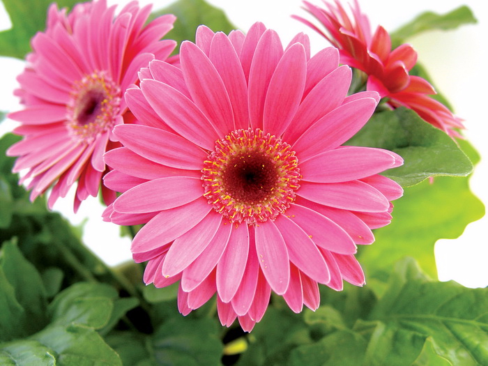 144 (700x525, 403Kb)