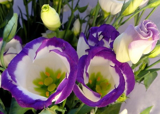 eustoma-foto-08 (560x400, 55Kb)