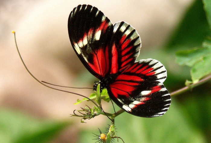 1251913628_56_butterfly_beauty (700x475, 85Kb)