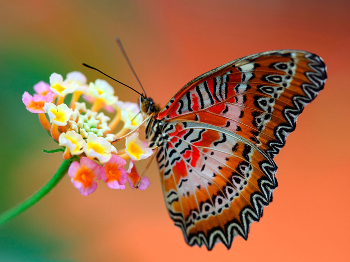 best_of_the_best_butterfly_wallpaper-download_free_hd_butterfly_wallpapers (700x525, 299Kb)
