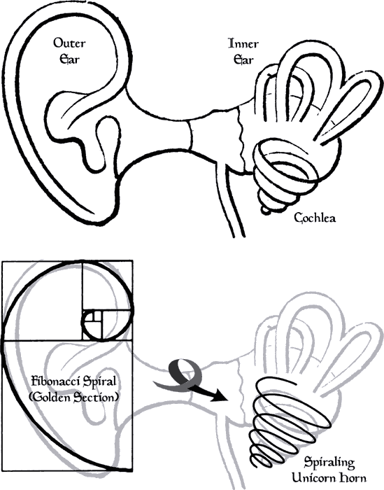 OuterEarCochlea (549x700, 26Kb)