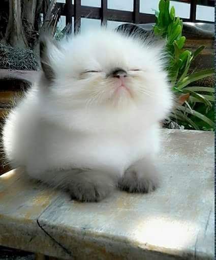 image (425x511, 53Kb)