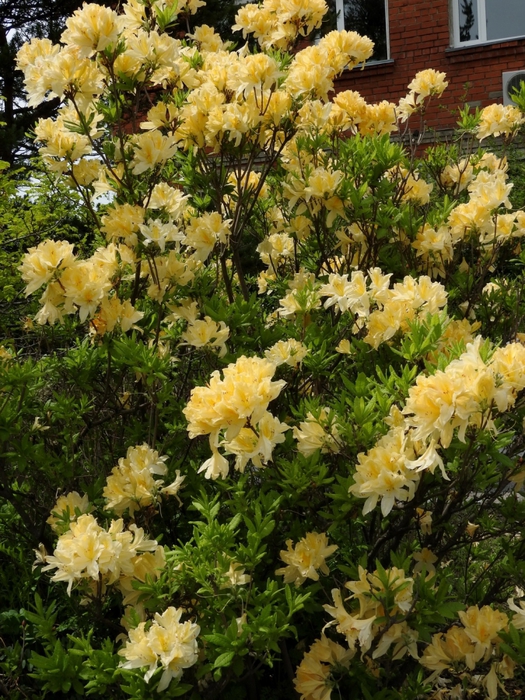 5559494_DSCN4500 (525x700, 379Kb)