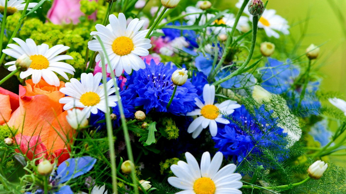flowers-wallpapers-1920x1080-0003 (700x393, 409Kb)