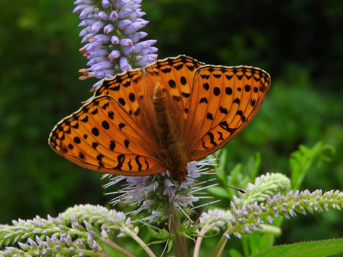 5559494_DSCN5628 (700x525, 267Kb)