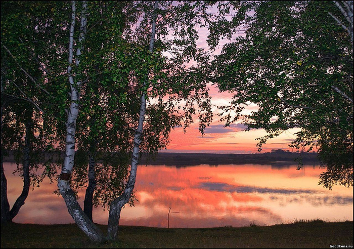 березы закат birch sunset скачать