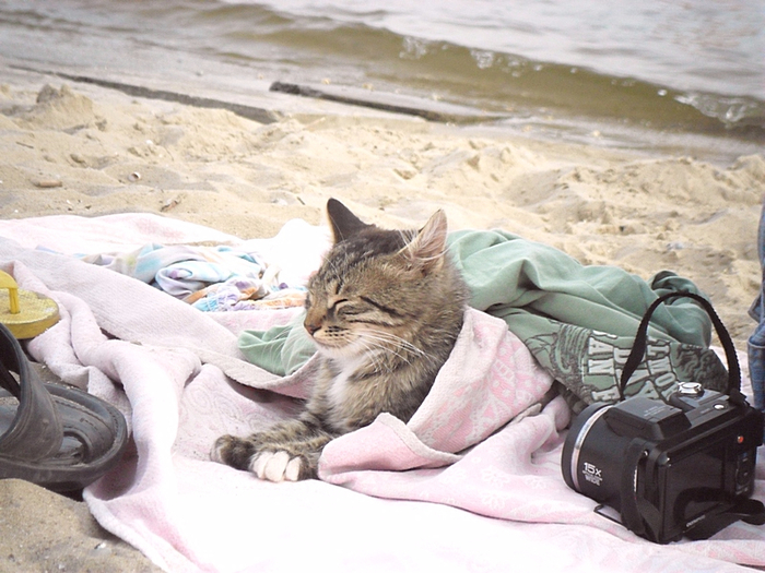 Кот загорает на пляже фото
