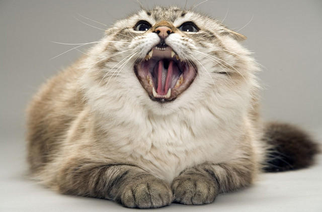 Кошка агрессивная фото