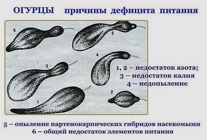  (700x472, 93Kb)
