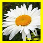  romashka_387_387_90 (387x387, 117Kb)
