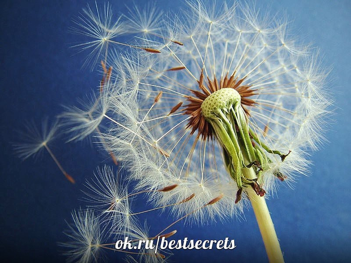 getImage (700x525, 408Kb)