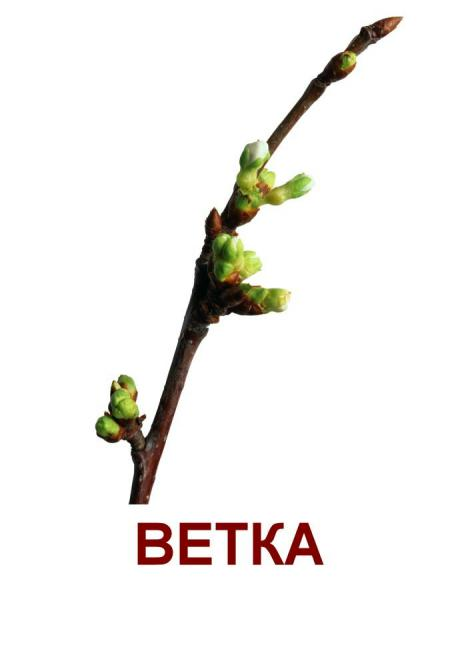 Ветка ватки