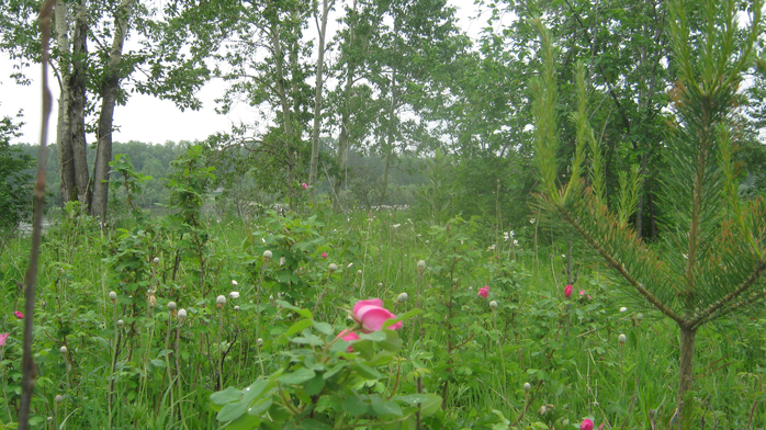 IMG_7868 (700x392, 485Kb)