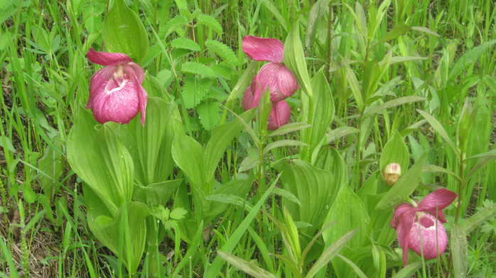 IMG_7896 (700x392, 445Kb)