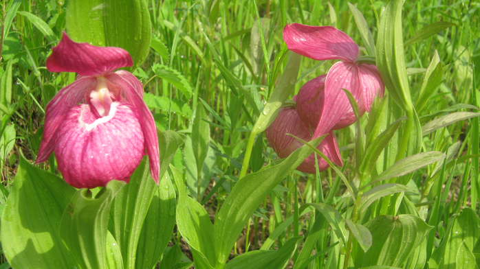 IMG_7898 (700x392, 418Kb)
