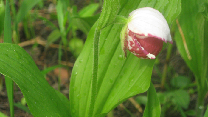 IMG_7902 (700x392, 330Kb)