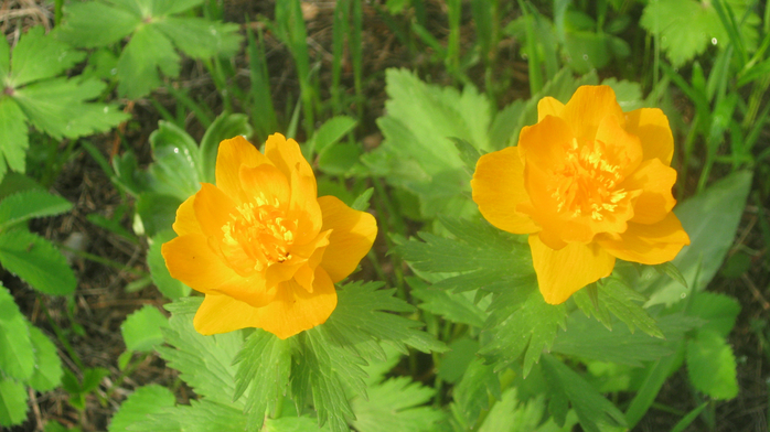 IMG_7905 (700x392, 361Kb)