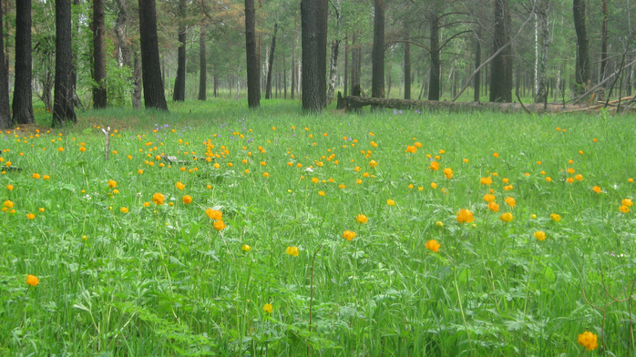 IMG_7914 (700x392, 471Kb)
