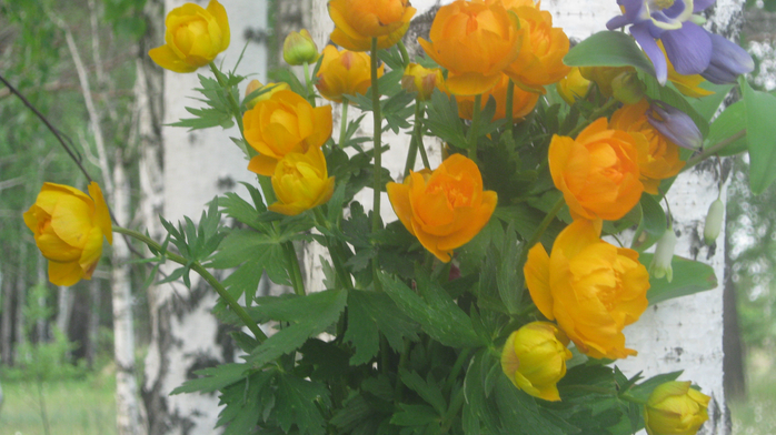 IMG_7924 (700x392, 365Kb)