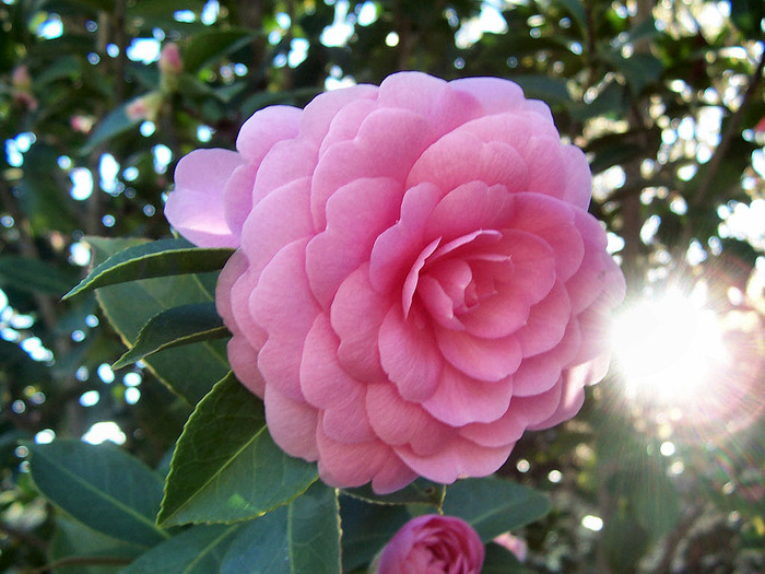 pink-pink-camellia (500x325, 125Kb)