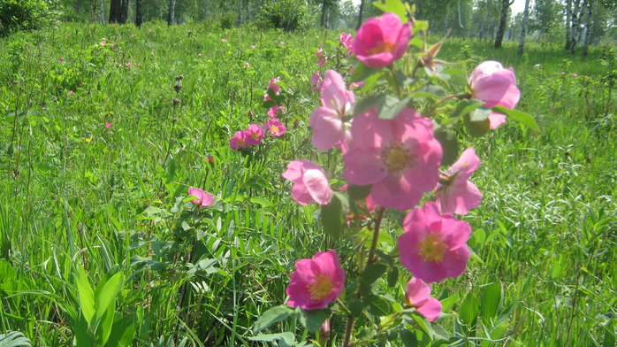 IMG_7938 (700x392, 501Kb)
