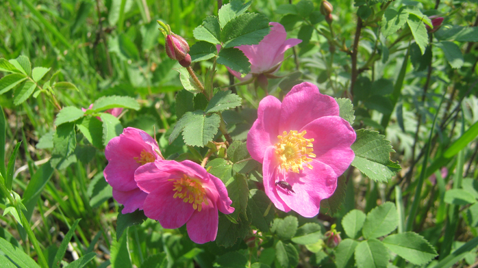 IMG_7942 (700x392, 402Kb)