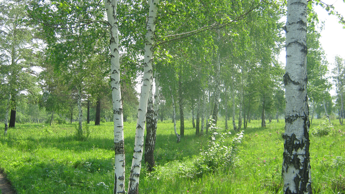 IMG_7943 (700x392, 504Kb)