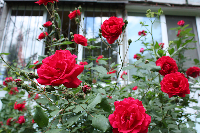 4052195_IMG_6680 (700x466, 386Kb)