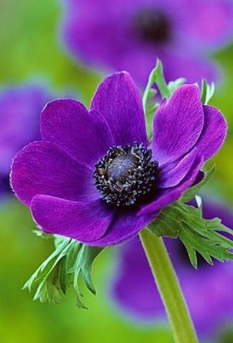 image (13) (475x700, 100Kb)