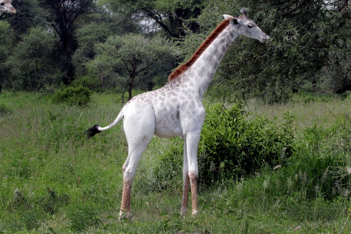 5864031_whitegiraffe2 (700x466, 313Kb)