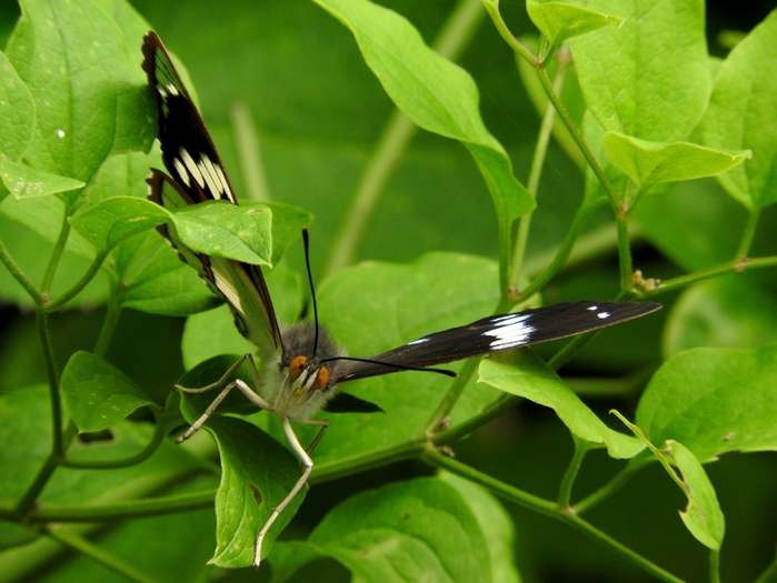 5559494_DSCN6227 (700x525, 251Kb)
