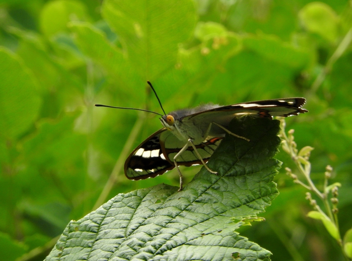 5559494_DSCN6250 (700x519, 248Kb)
