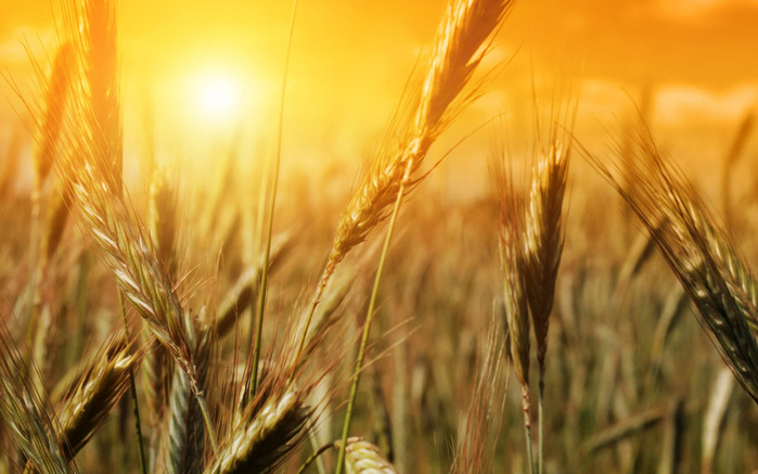 wheat-field (700x437, 100Kb)
