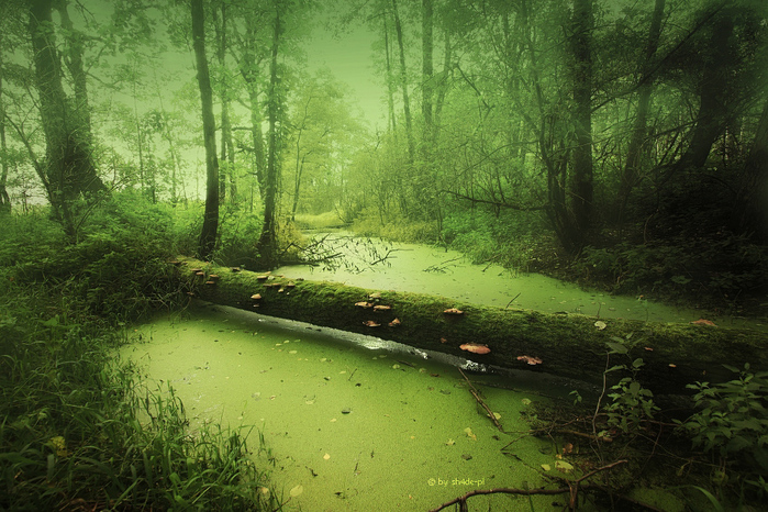 swamp_of_sorrow_by_sh4de_pl-d2yb8h4 (700x466, 271Kb)