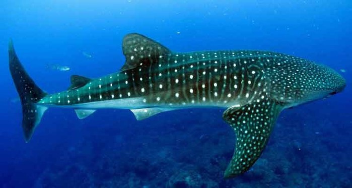 big-whale-shark (700x373, 50Kb)