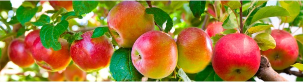 4593156_skinali_24_08_apples_on_tree605x165_1_ (605x165, 41Kb)