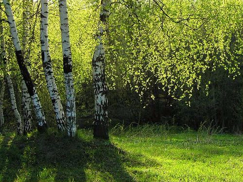 birch (500x375, 328Kb)