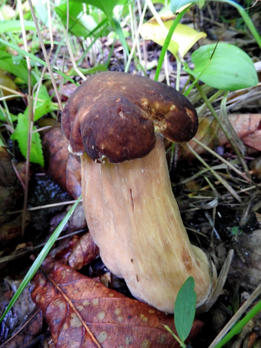 5559494_DSCN6712 (525x700, 295Kb)