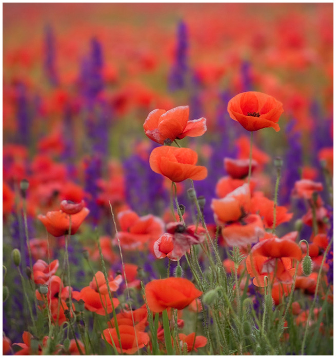 3177171_62311051_1280907500_Poppies18 (655x699, 134Kb)