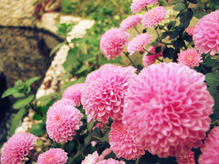 3177171_Chrysanthemum_by_BestDay (700x525, 115Kb)