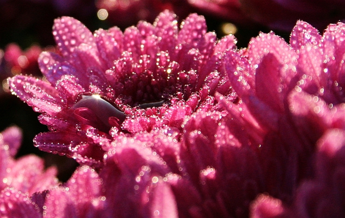 3177171_Chrysanthemum_by_PulvisEtUmbraSum (700x443, 265Kb)