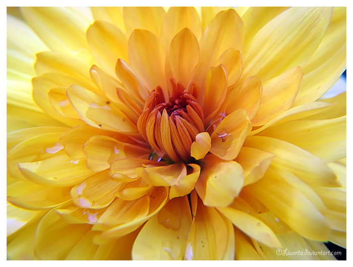 3177171_Yellow_chrysanthemum_by_Liuanta (700x531, 78Kb)