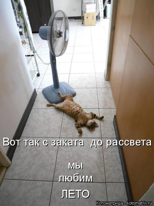 kotomatritsa_7n (1) (400x550, 246Kb)