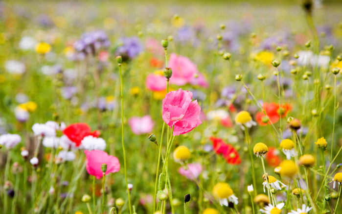 summer-meadow-hd-wallpaper (700x437, 369Kb)